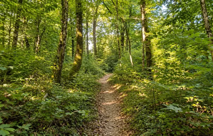 Sentier forestier dans le bois d'Avanne, à l'orée des Essarts